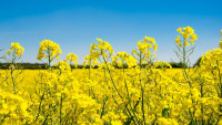 řepka oilseed-rape-3381262 1280